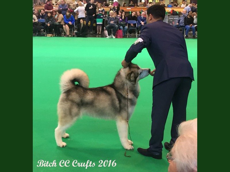 Crystal Crufts 2016 a