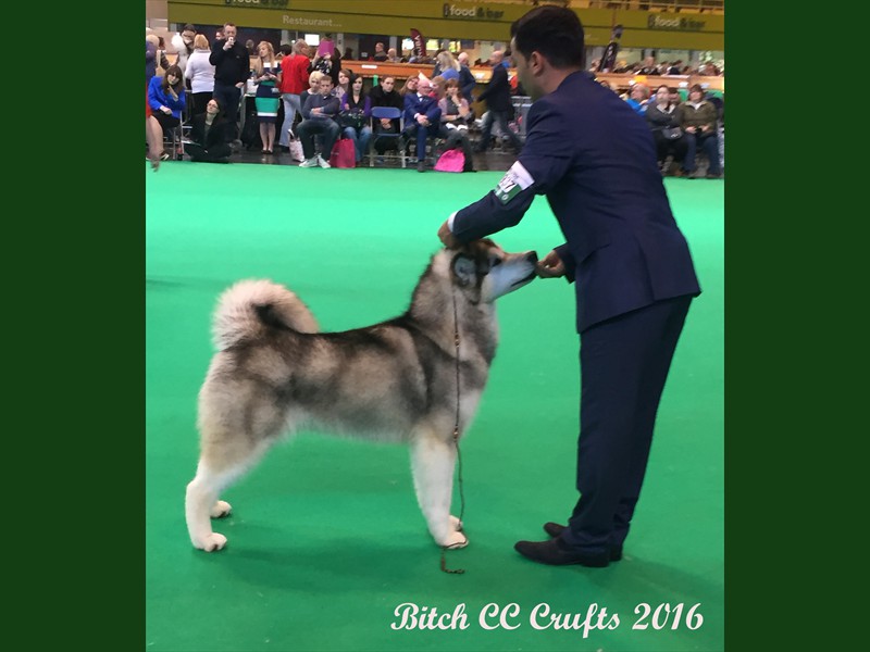 Crystal Crufts 2016 b