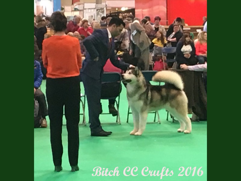 Crystal Crufts 2016 c